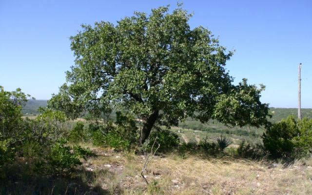 A great old oak tree along the south ridge